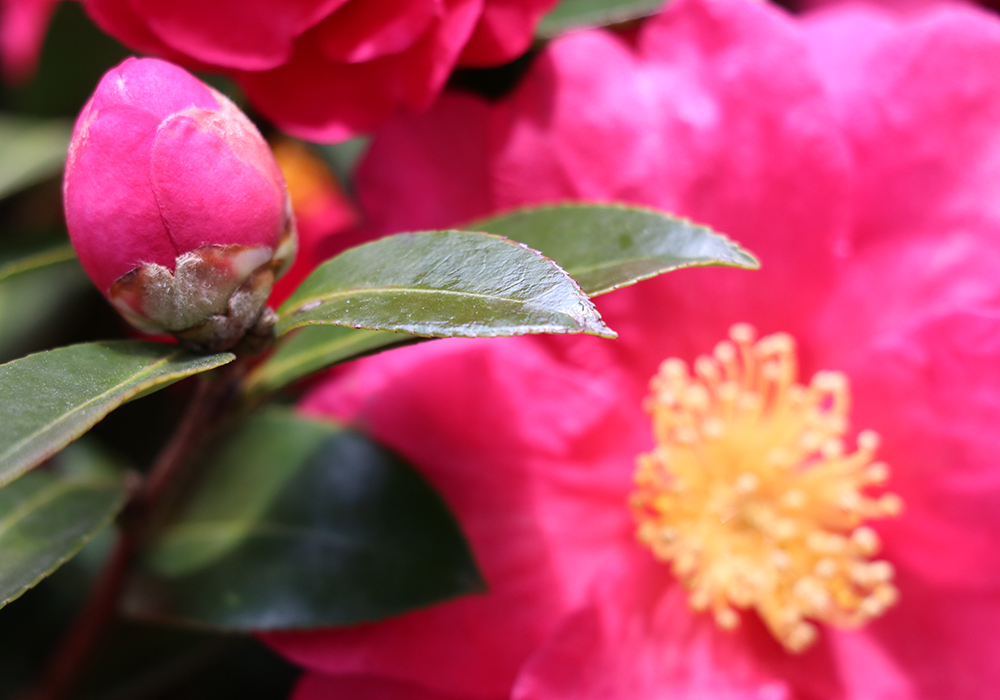 TIGRE BROCANTE » STAFF BLOG